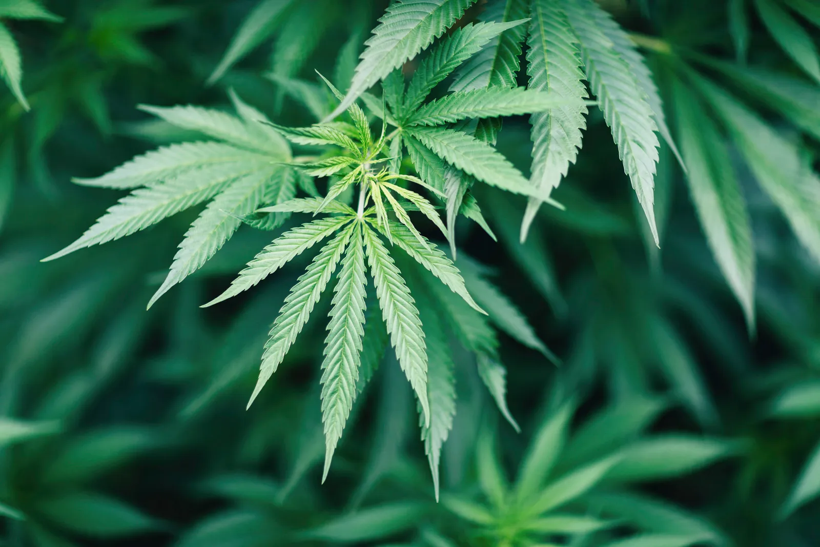 Recreational Marijuana Shop